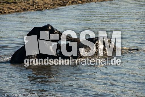 Afrikanischer Elefant (72 von 131).jpg